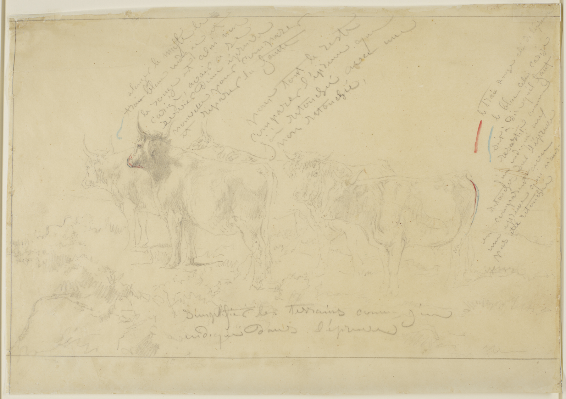 Image for Tracing of Five Bulls with Annotations